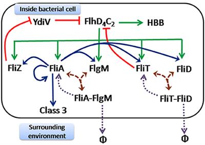 Dynamics and Control of Flagella Assembly in Salmonella typhimurium